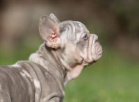 French Bulldog Puppies for sale in Junction City, Oregon. price: $40,000