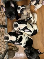 French Bulldog Puppies for sale in San Francisco, California. price: $1,500
