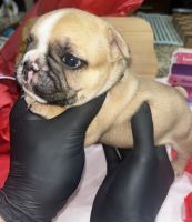 French Bulldog Puppies for sale in Phoenix, Arizona. price: NA