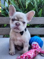 French Bulldog Puppies for sale in Whittier, California. price: $2,500