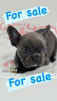 French Bulldog Puppies for sale in Manhattan, New York. price: NA