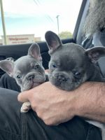 French Bulldog Puppies for sale in Palm Harbor, Florida. price: $5,000