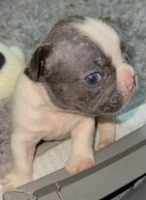 French Bulldog Puppies for sale in Lauderhill, Florida. price: $2,000