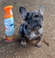 French Bulldog Puppies for sale in Conyers, Georgia. price: $2,500