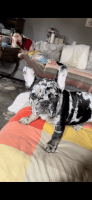 French Bulldog Puppies for sale in Russellville, AR, USA. price: $2,400