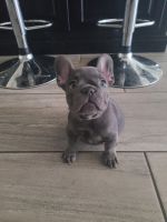 French Bulldog Puppies for sale in Queen Creek, Arizona. price: NA