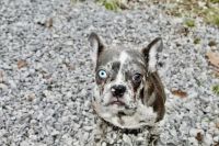 French Bulldog Puppies for sale in Cleveland, Ohio. price: $2,500