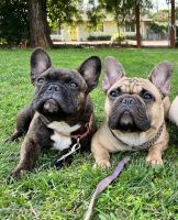 French Bulldog Puppies for sale in Redding, CA, USA. price: $1,500