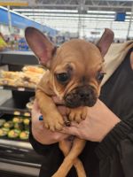 French Bulldog Puppies for sale in Monessen, Pennsylvania. price: $900