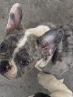 French Bulldog Puppies for sale in Las Vegas, Nevada. price: NA