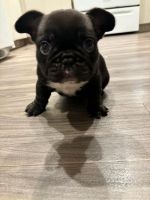 French Bulldog Puppies for sale in Los Angeles, California. price: $2,400