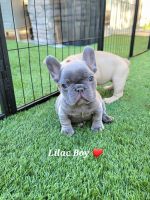 French Bulldog Puppies for sale in Las Vegas, Nevada. price: $4,500