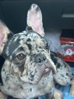 French Bulldog Puppies for sale in Los Angeles, California. price: $1,000