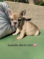 French Bulldog Puppies for sale in Las Vegas, Nevada. price: $4,500