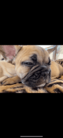 French Bulldog Puppies for sale in Menifee, California. price: $2,000