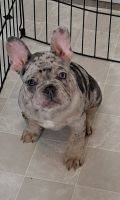 French Bulldog Puppies for sale in Concord, California. price: $2,000