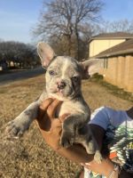 French Bulldog Puppies for sale in Fort Worth, Texas. price: $2,500