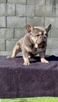 French Bulldog Puppies for sale in Gilroy, California. price: $500