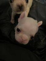 French Bulldog Puppies for sale in McKinney, Texas. price: $150,000