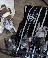 French Bulldog Puppies for sale in Santa Rosa, California. price: NA