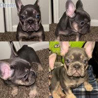 French Bulldog Puppies for sale in Grand Prairie, Texas. price: $5,000