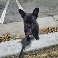 French Bulldog Puppies for sale in Costa Mesa, California. price: $2,000