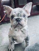 French Bulldog Puppies for sale in Long Beach, California. price: $2,200