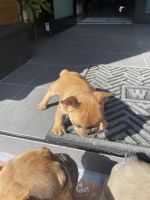French Bulldog Puppies for sale in Miami, Florida. price: $2,000