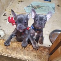 French Bulldog Puppies for sale in Altoona, AL 35952, USA. price: $2,500