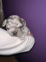 French Bulldog Puppies for sale in Olmsted Falls, Ohio. price: $3,000