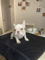 French Bulldog Puppies for sale in Bolivia, NC 28422, USA. price: $2,000