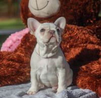 French Bulldog Puppies for sale in Davenport, Florida. price: $3,000