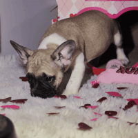 French Bulldog Puppies for sale in Woodbridge, Virginia. price: $1,000
