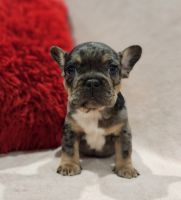 French Bulldog Puppies for sale in Centralia, Washington. price: $1,500