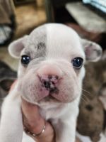 French Bulldog Puppies for sale in Dayton, Texas. price: $3,500