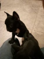French Bulldog Puppies for sale in Glendale, AZ, USA. price: $2,500