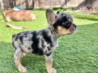 French Bulldog Puppies for sale in Houston, Texas. price: $3,000