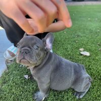 French Bulldog Puppies for sale in Queen Creek, Arizona. price: $2,000