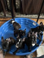 French Bulldog Puppies for sale in Sedgwick, Kansas. price: NA