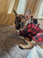 French Bulldog Puppies for sale in San Francisco, California. price: $3,500