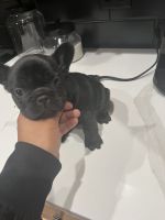 French Bulldog Puppies for sale in Oklahoma City, OK, USA. price: $3,000