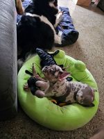 French Bulldog Puppies for sale in Jacksonville, Florida. price: $8,000