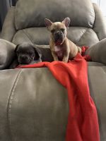 French Bulldog Puppies for sale in League City, Texas. price: NA