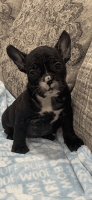 French Bulldog Puppies for sale in New Britain, CT, USA. price: $150,000