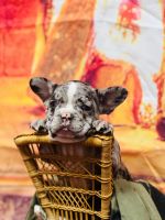 French Bulldog Puppies for sale in Mt Vernon, IL 62864, USA. price: $3,500