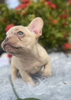 French Bulldog Puppies for sale in Miami, Florida. price: $2,500