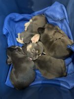 French Bulldog Puppies for sale in Worcester, Massachusetts. price: $4,000