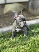 French Bulldog Puppies for sale in Santa Paula, California. price: $3,500