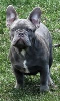 French Bulldog Puppies for sale in Main St, Springfield, OR, USA. price: $1,800