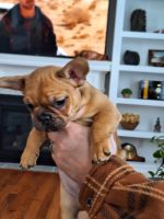 French Bulldog Puppies for sale in Flemington, West Virginia. price: $1,800